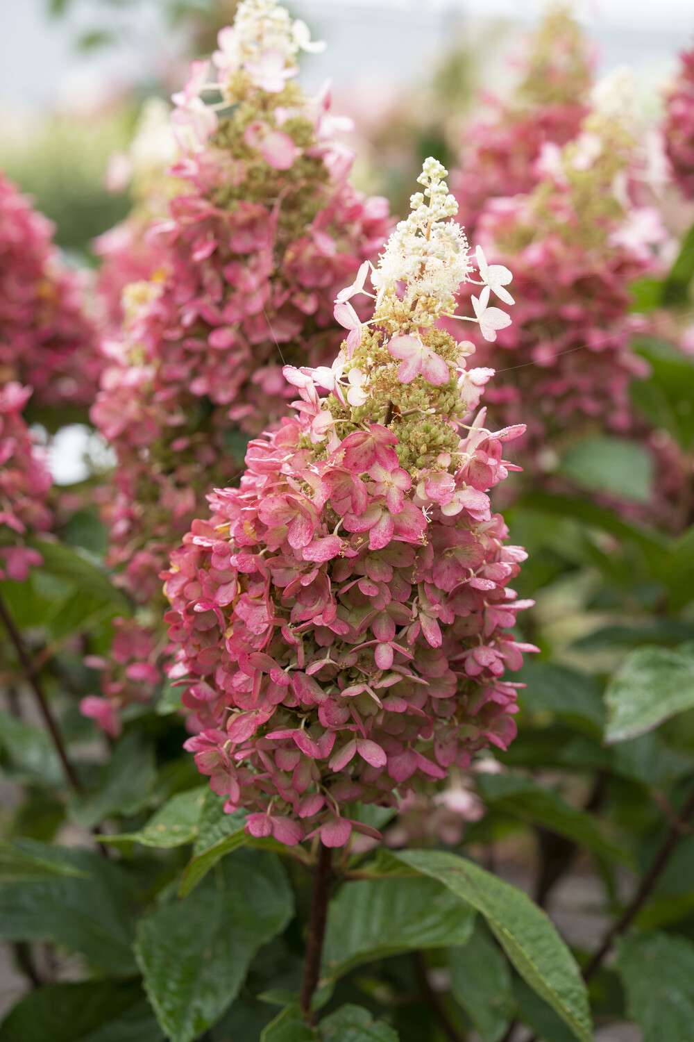 Hortensia 'Pinky Winky'